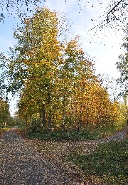 Das Bild zeigt Spazierwege auf der Rheininsel an einem sonnigen Tag im Herbst