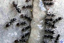 Ameisen, die vom Ködergel angelockt wurden