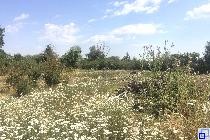 Das Bild zeigt das Gelände der alten Deponie mit Wildblumenwiese