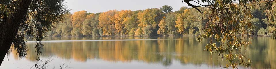 Bild zeigt den Altrhein mit herbstlichem gefärbten Bäumen am Ufer