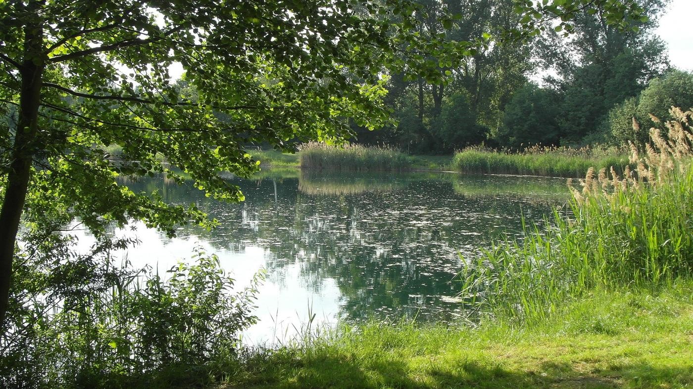 Ausschnitt Ufer Anglersee