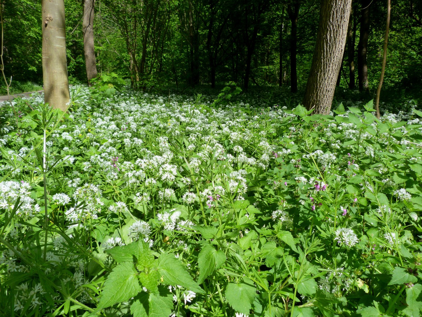 Blühende Kräuterwiese auf der Rheininsel