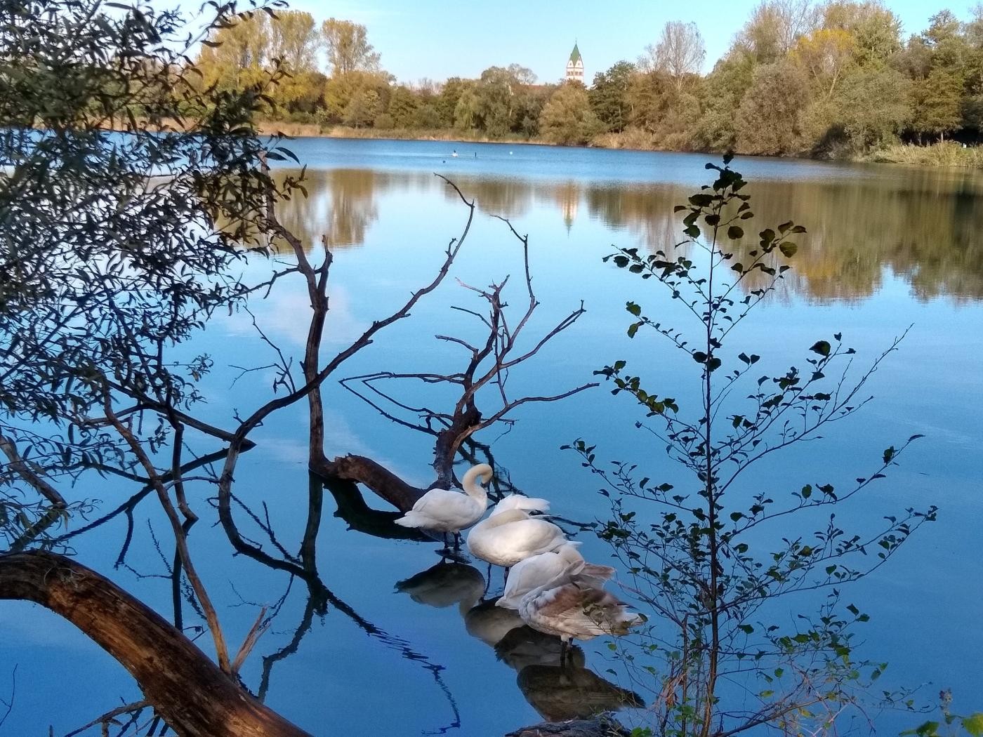 Anglersee und Wassertiere