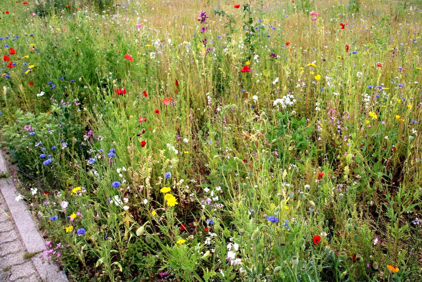 Grünstreifen mit bunten Wildblumen