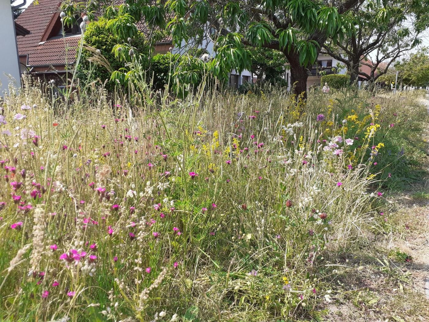 Hoch gewachsene Blumen in vielen Farben