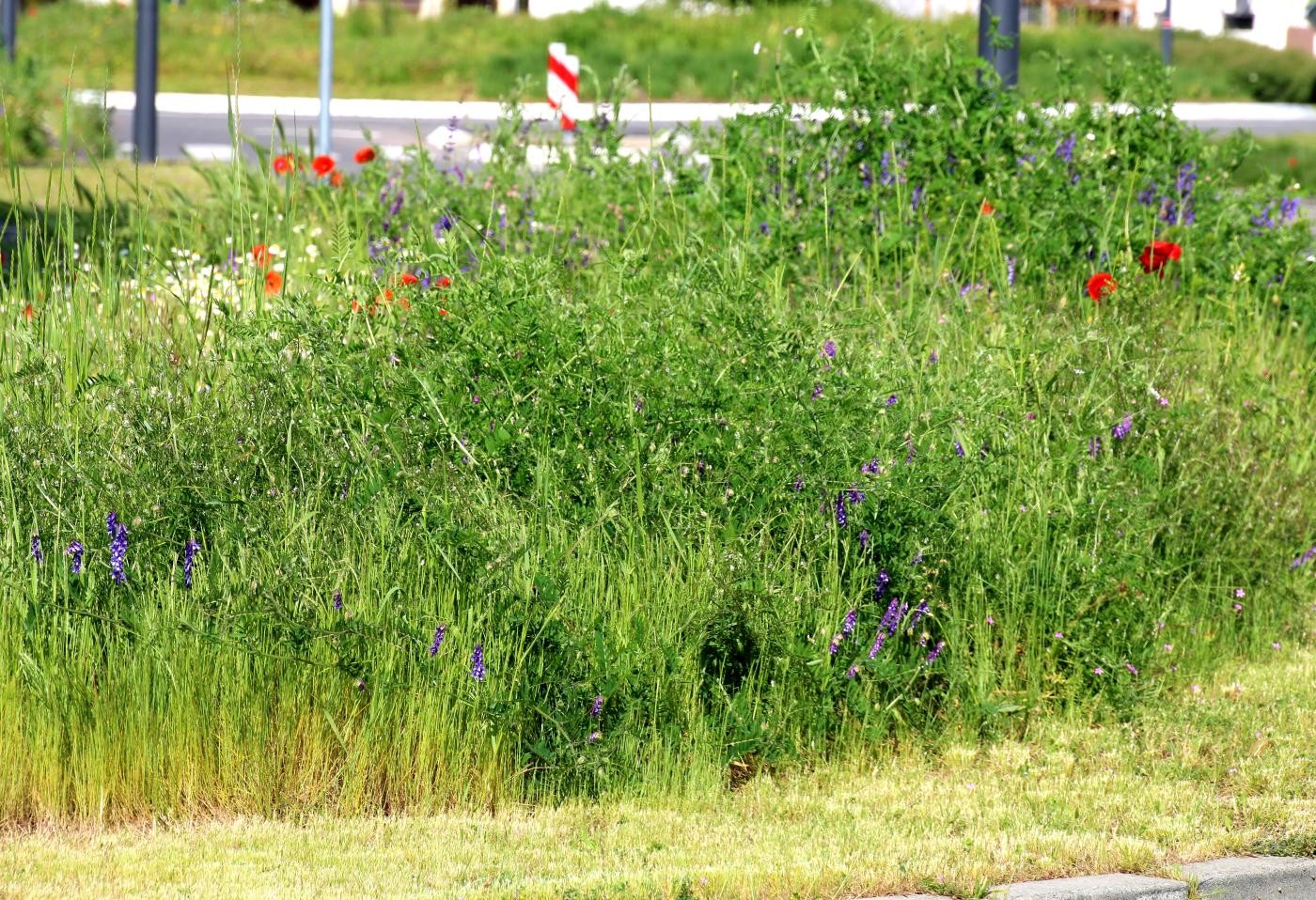 Wildkräuter in der Schwetzinger Straße