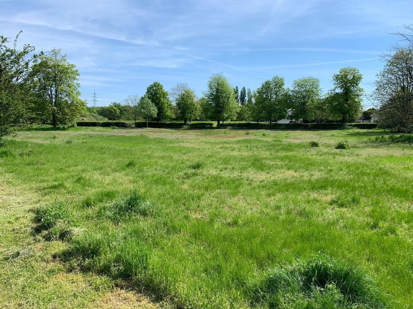 Grünfläche mit höherem Gras