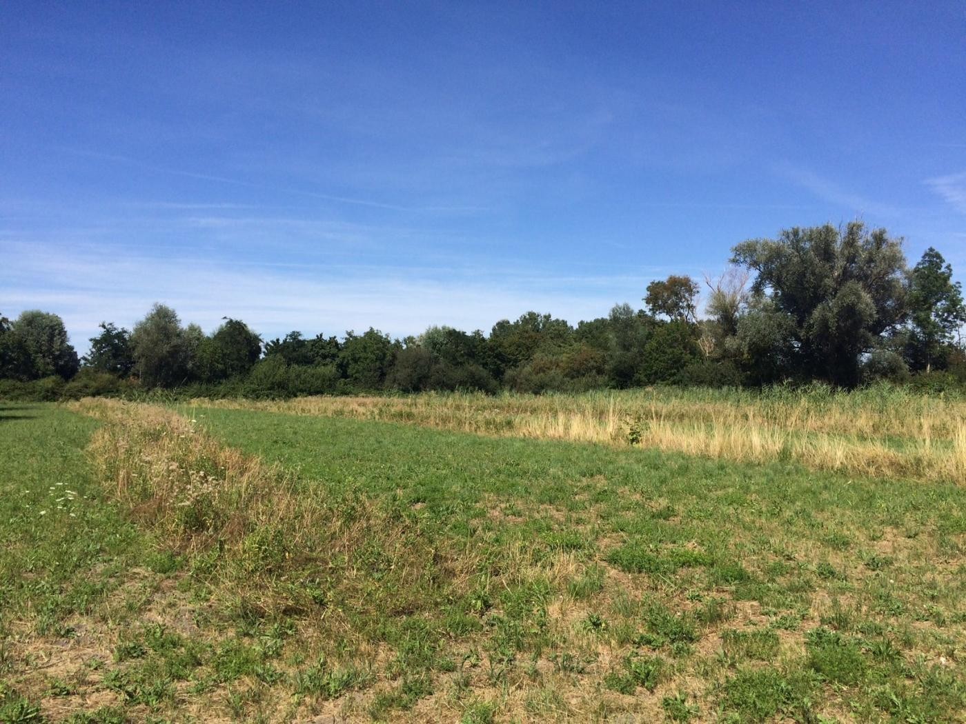 Das Bild zeigt einen Altgrasstreifen