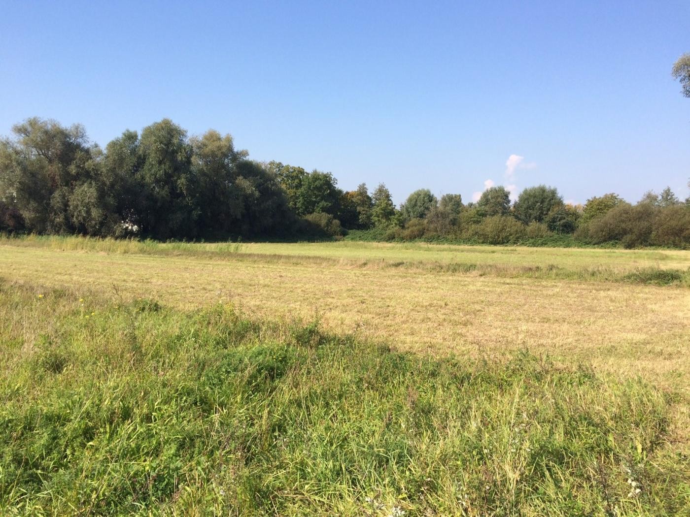 Das Bild zeigt einen weiteren Altgrasstreifen