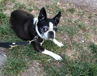 Angeleinter Hund sitzt im Gras