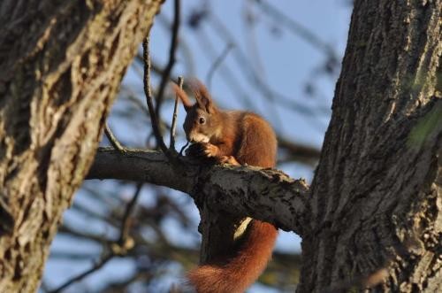 Eichhörnchen sitzen im Baum auf einem Ast