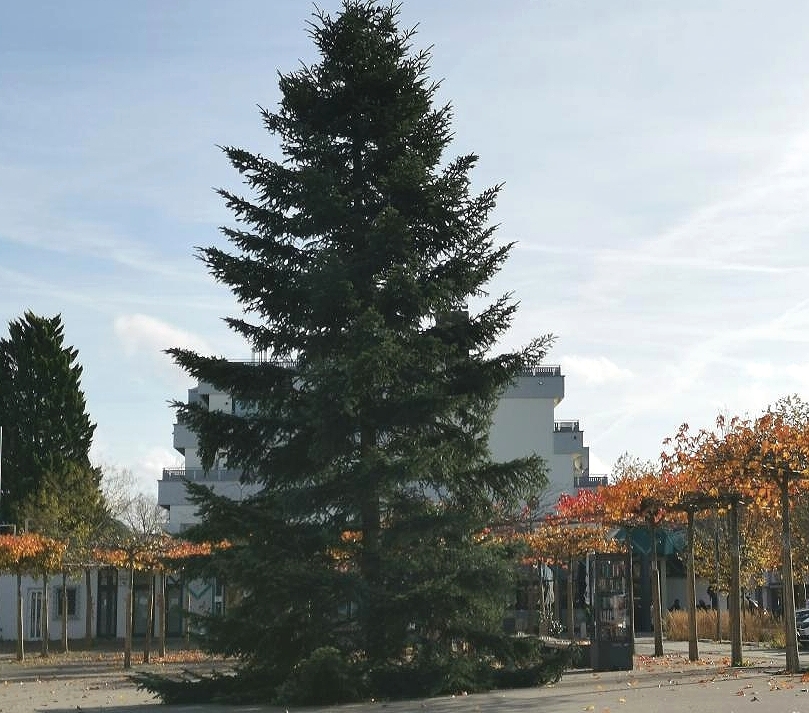 Großer Tannenbaum auf dem Marktplatz