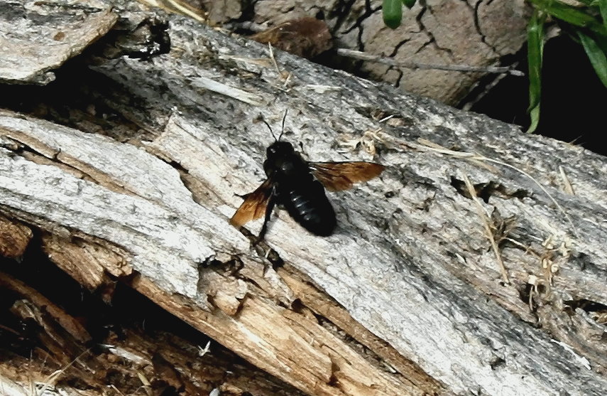 Das Bild zeigt eine Holzbiene