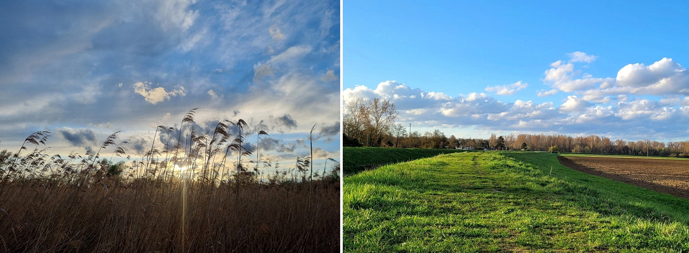 Bildercollage: Pflanzen und Grünflächen